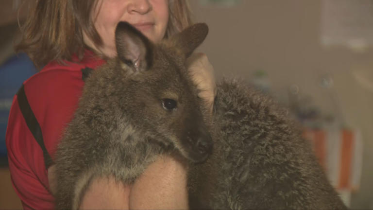 Wallaby captured after being on the loose in Dayton