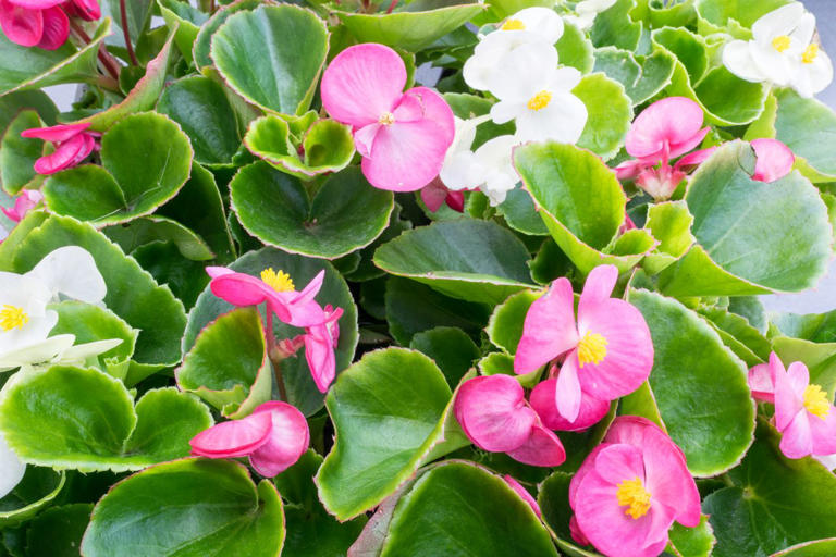 9 annual plants that actually prefer shade