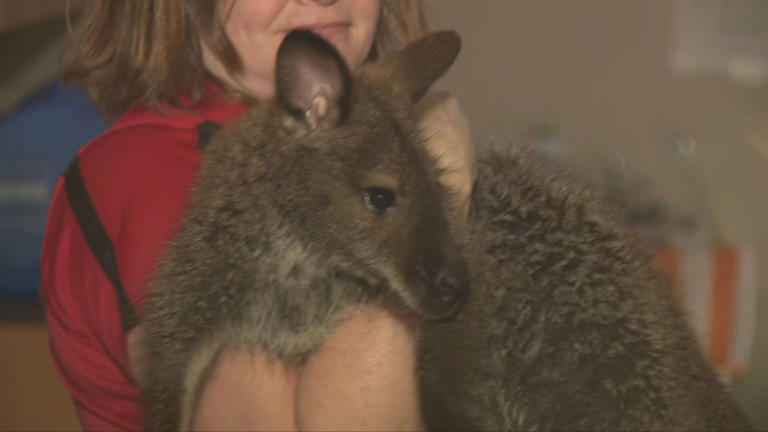 Wallaby captured after being on the loose in Dayton