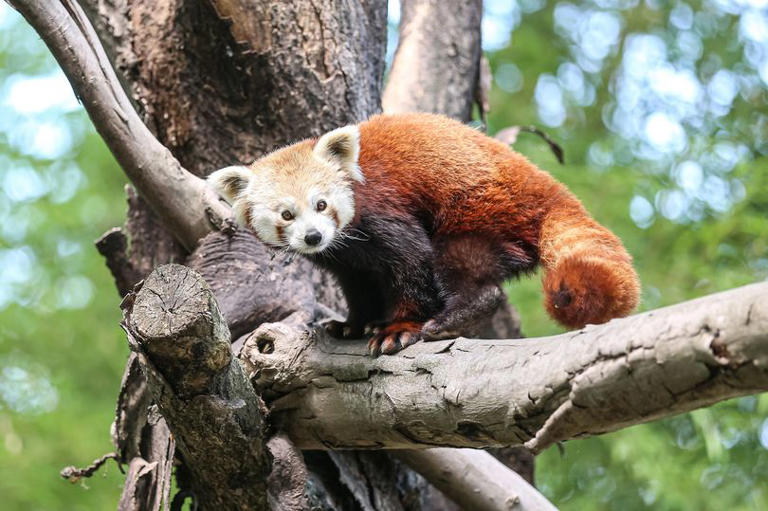 Ohio zoo worker injured in red panda attack