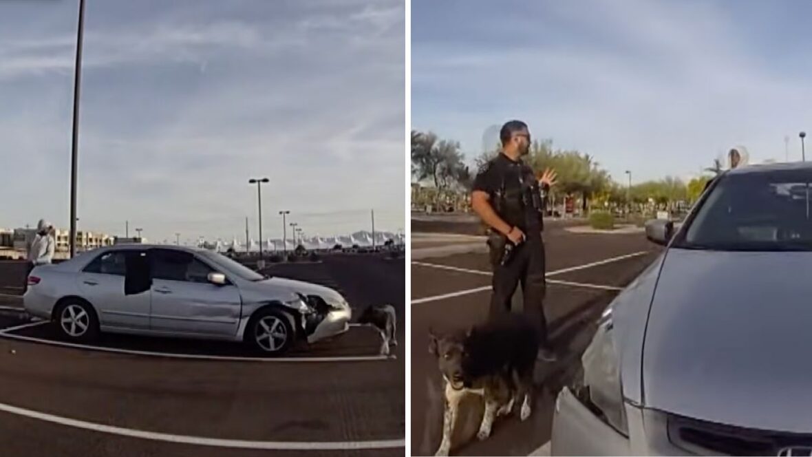 Dog left in hot car for hours — petition calls for safer pet spaces in ...