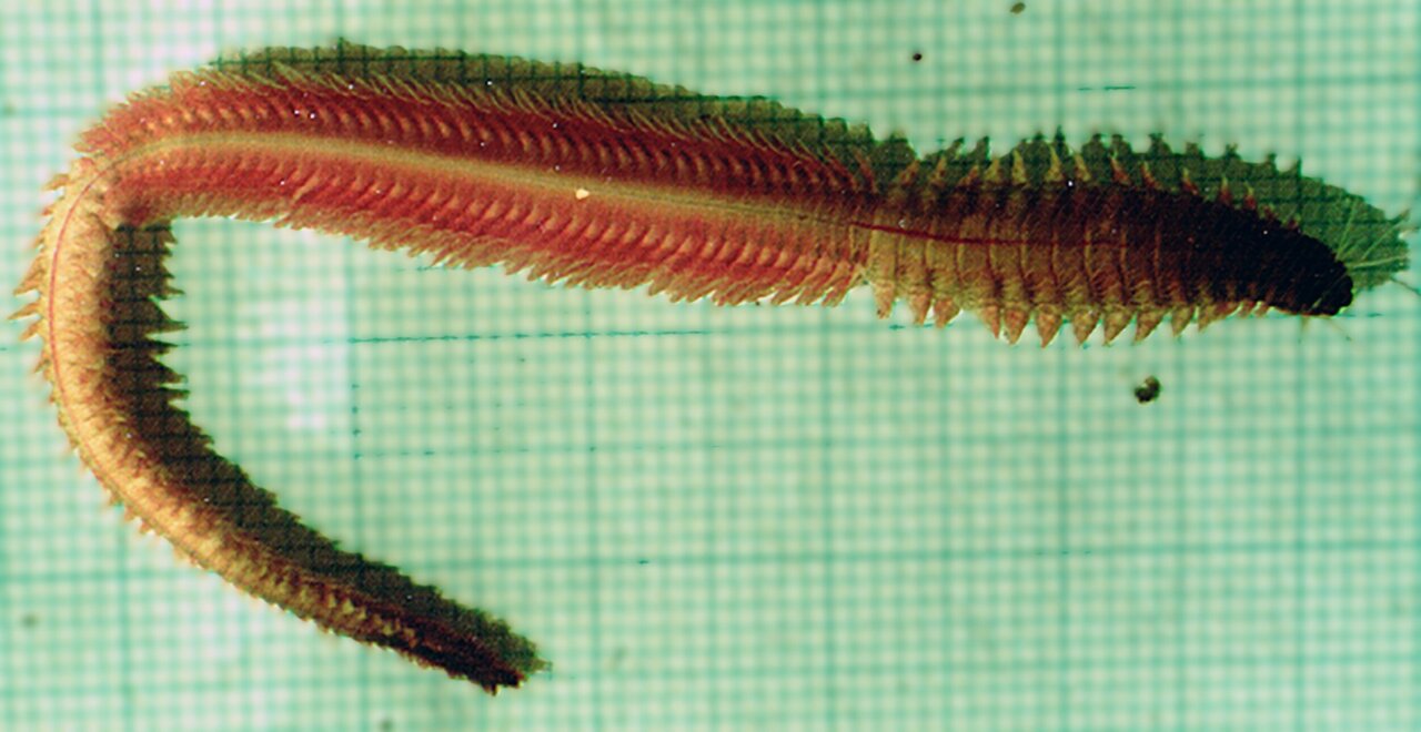 Unexpected predator: Jellyfish shown to hunt polychaete worms