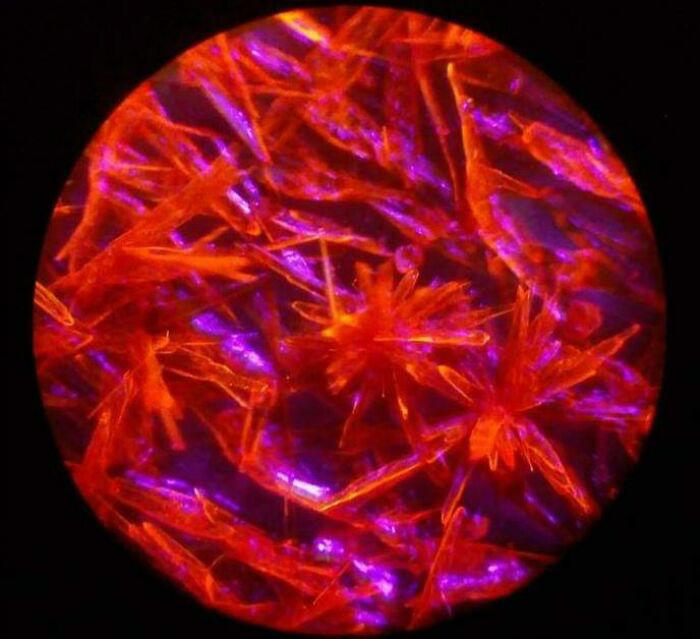 72 remarkable microscopic pictures showing things up-close