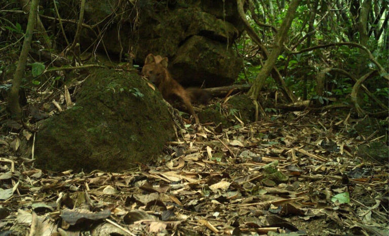 A legendary red predator has been filmed alive for the first time after ...