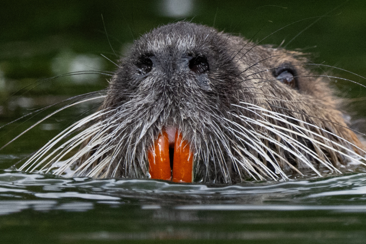 Giant rodent 'deliberately' reintroduced in California, experts fear