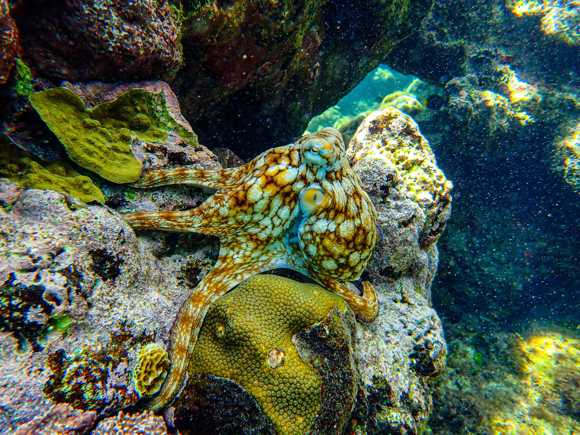 Animals that can instantly change color