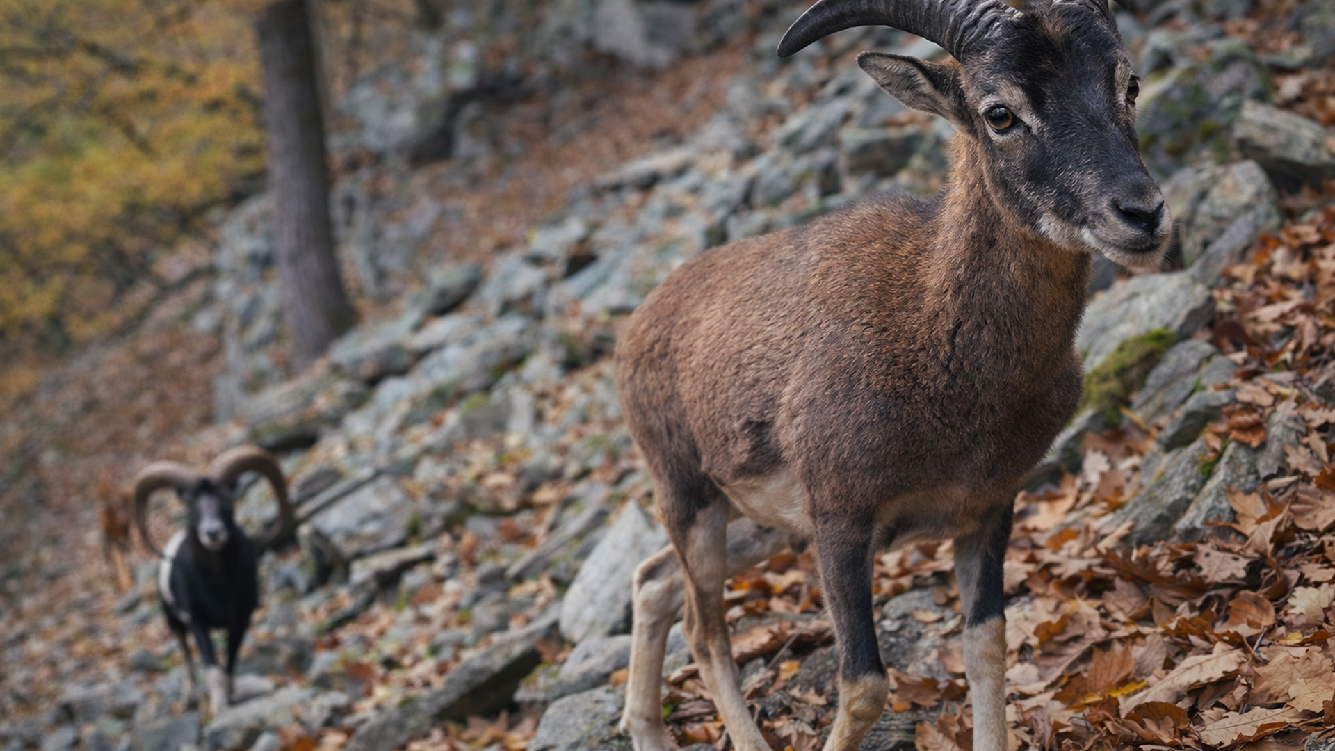 What appears on this rocky slope when no one is around - trail camera ...
