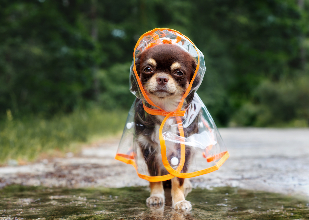 Meet the 30 most beloved small dog breeds, according to the American ...