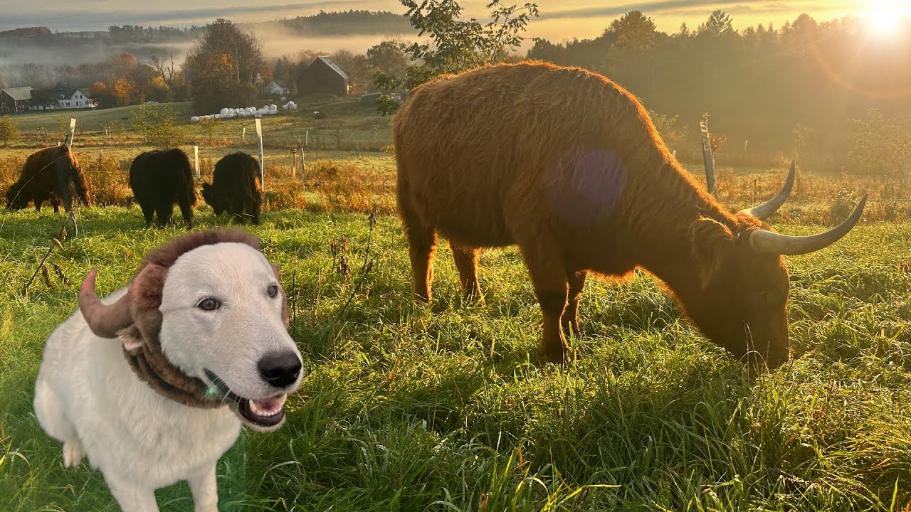 A protective guardian dog chooses to live among the cattle