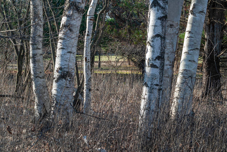 Maywood hosts Language of Nature poetry reading May 16 in Sheboygan