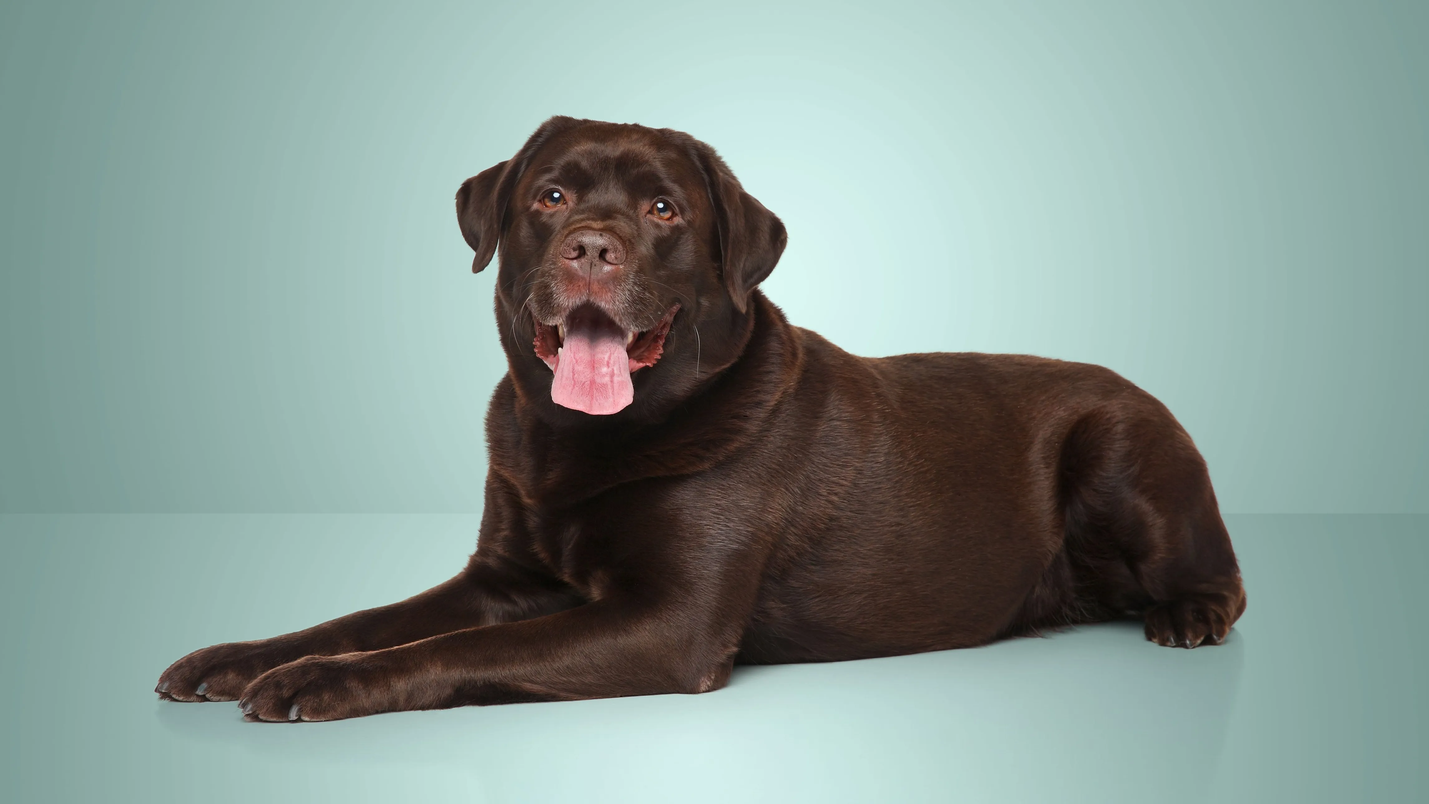 The best pet insurance in Delaware 2026