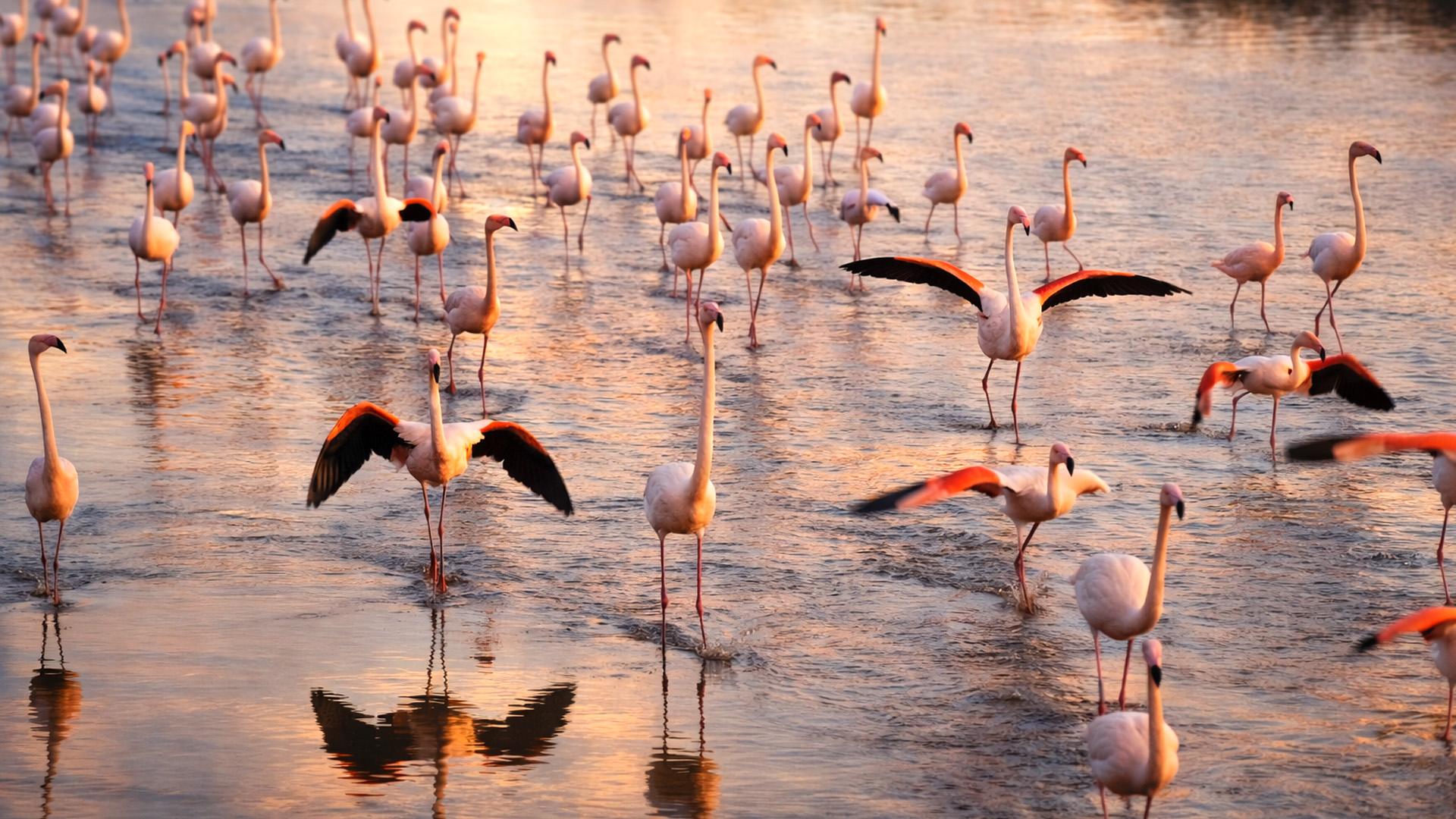 Flamingos walking through shallow water with reflections