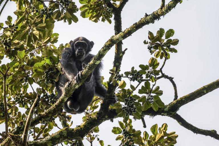 Chimp 'civil war' breaks out between 200 great apes