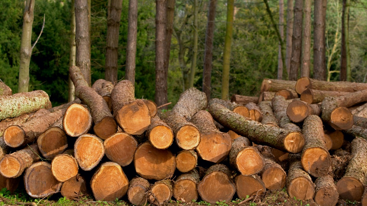 Georgia’s forestry slump fuels search for new markets, including bio ...