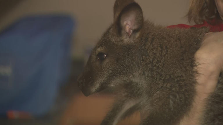 Wallaby captured after being on the loose in Dayton