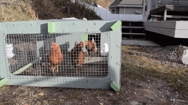 Curated visual reference: Gallery Detail: Making DIY Chicken Coop Out Of Metal Wires And Wood