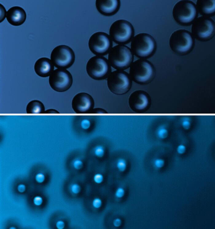 72 remarkable microscopic pictures showing things up-close