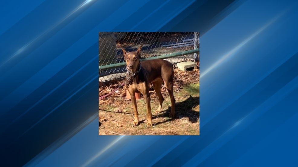 Attleboro police searching for owner of abandoned dog
