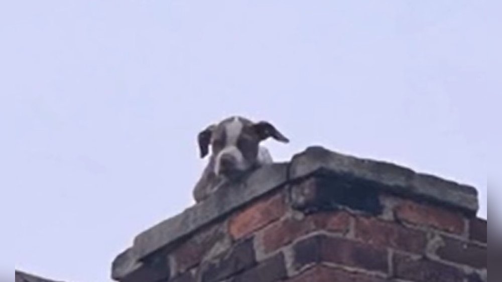 Starving puppy rescued from the roof of an abandoned house