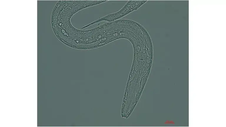 Tiny worms headed to space to solve major health challenges for astronauts