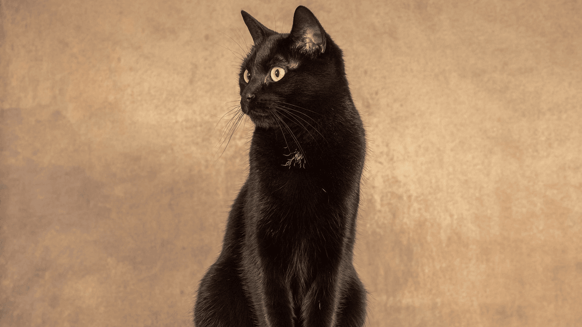 9 reasons why everyone should adopt a cat