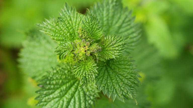 Planting these next to your tomatoes will help them grow bigger than ever
