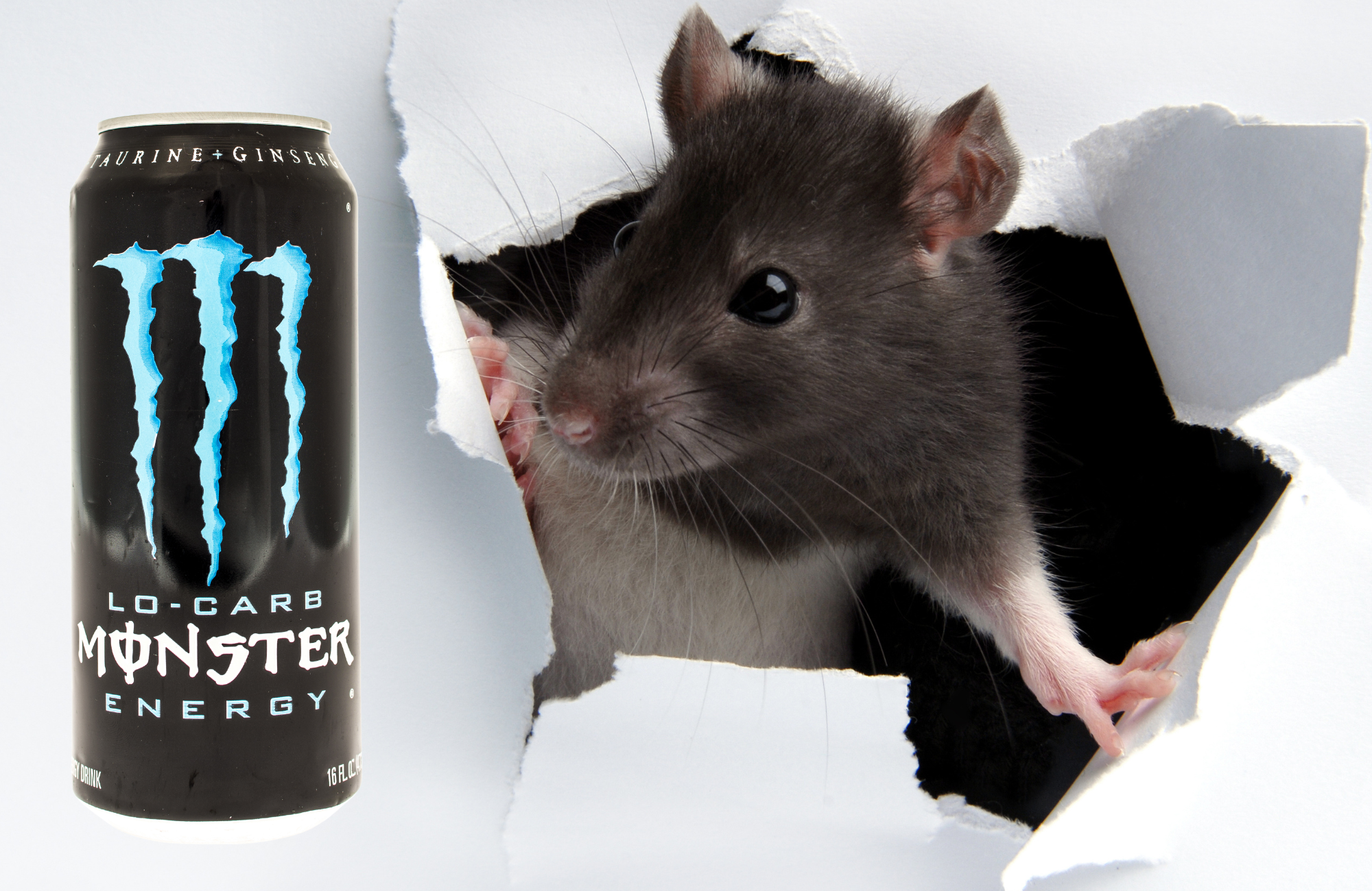 Sailor reportedly finds dead rat in finished energy drink
