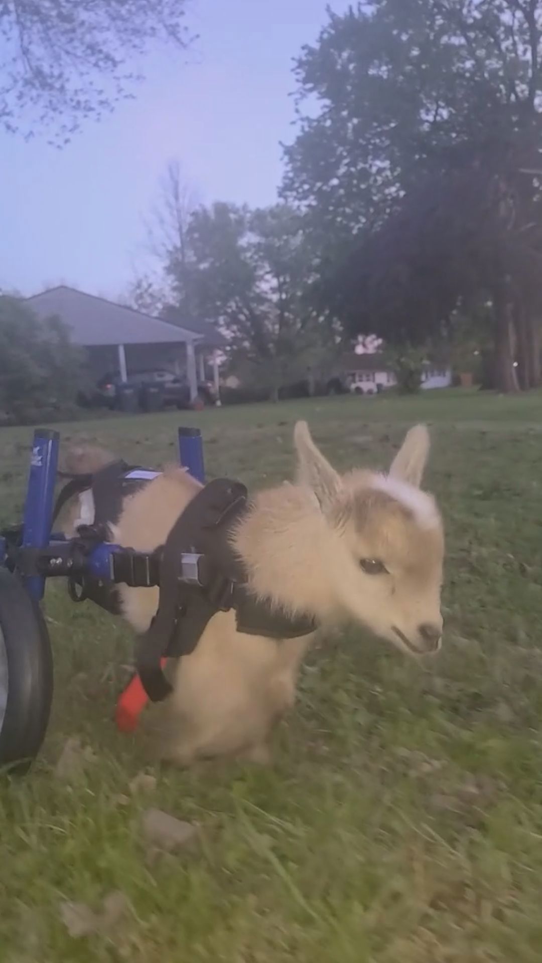 Tater the baby goat uses special wheelchair to walk