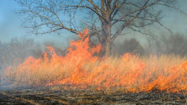 Experts say setting fires could actually save forests