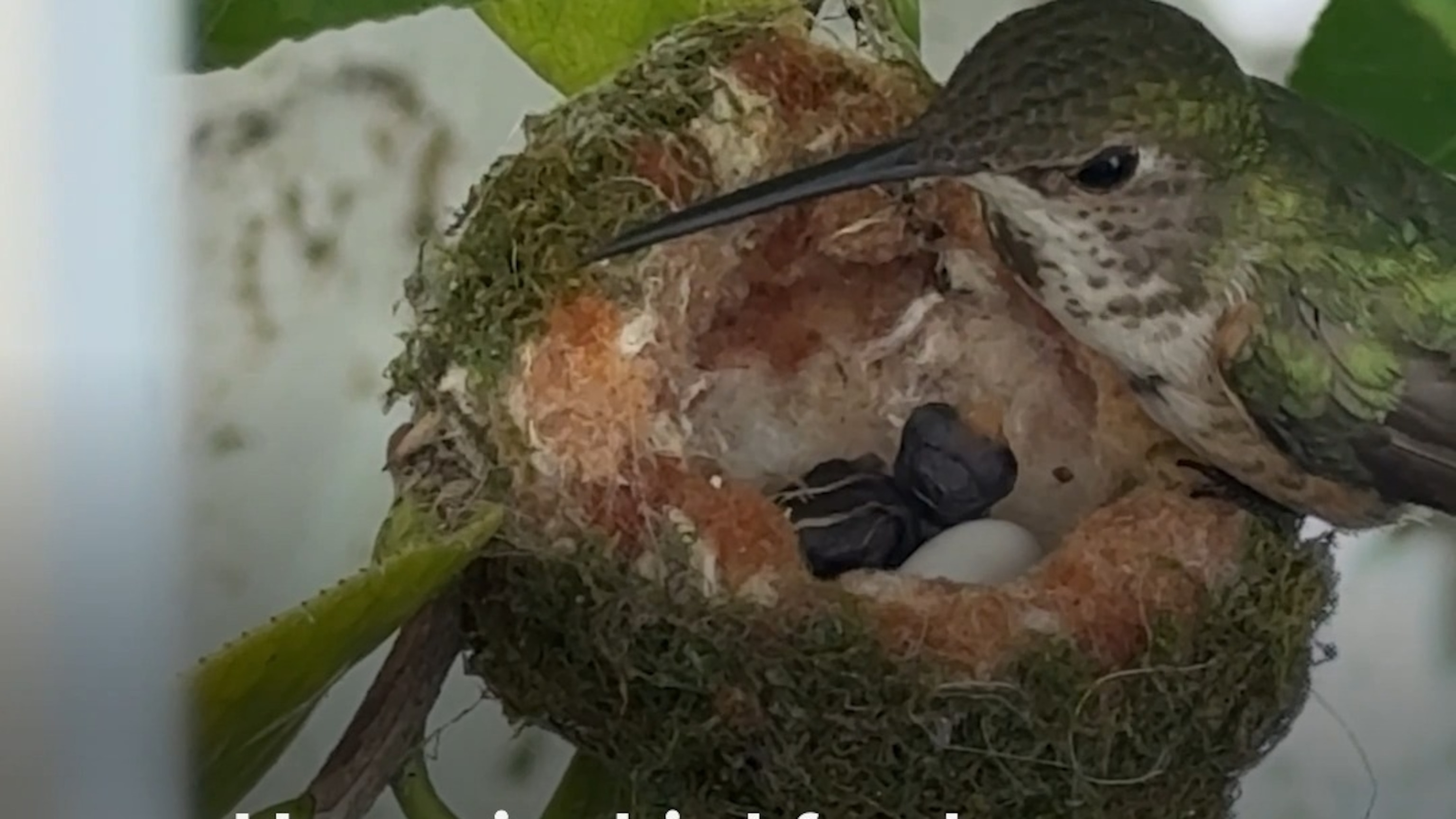 Hummingbird feeds newly hatched chick