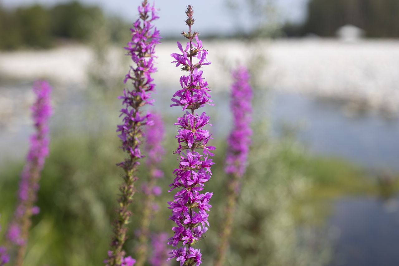 Purple loosestrife flowers (lythrum salicaria)