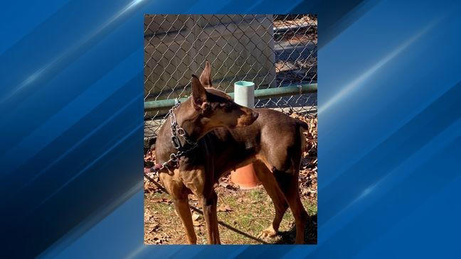 Attleboro police searching for owner of abandoned dog