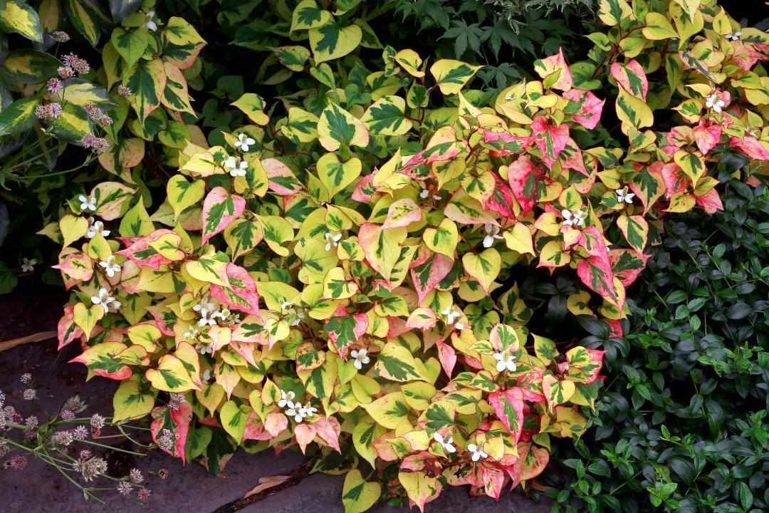 7 Perennials You'll Regret Planting In Your Garden