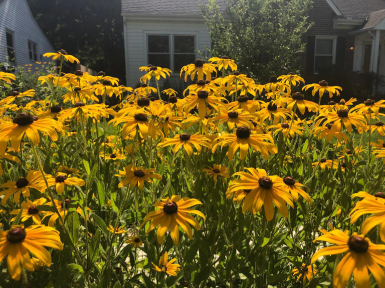 The grassroots efforts fueling invasive plant management across Richmond
