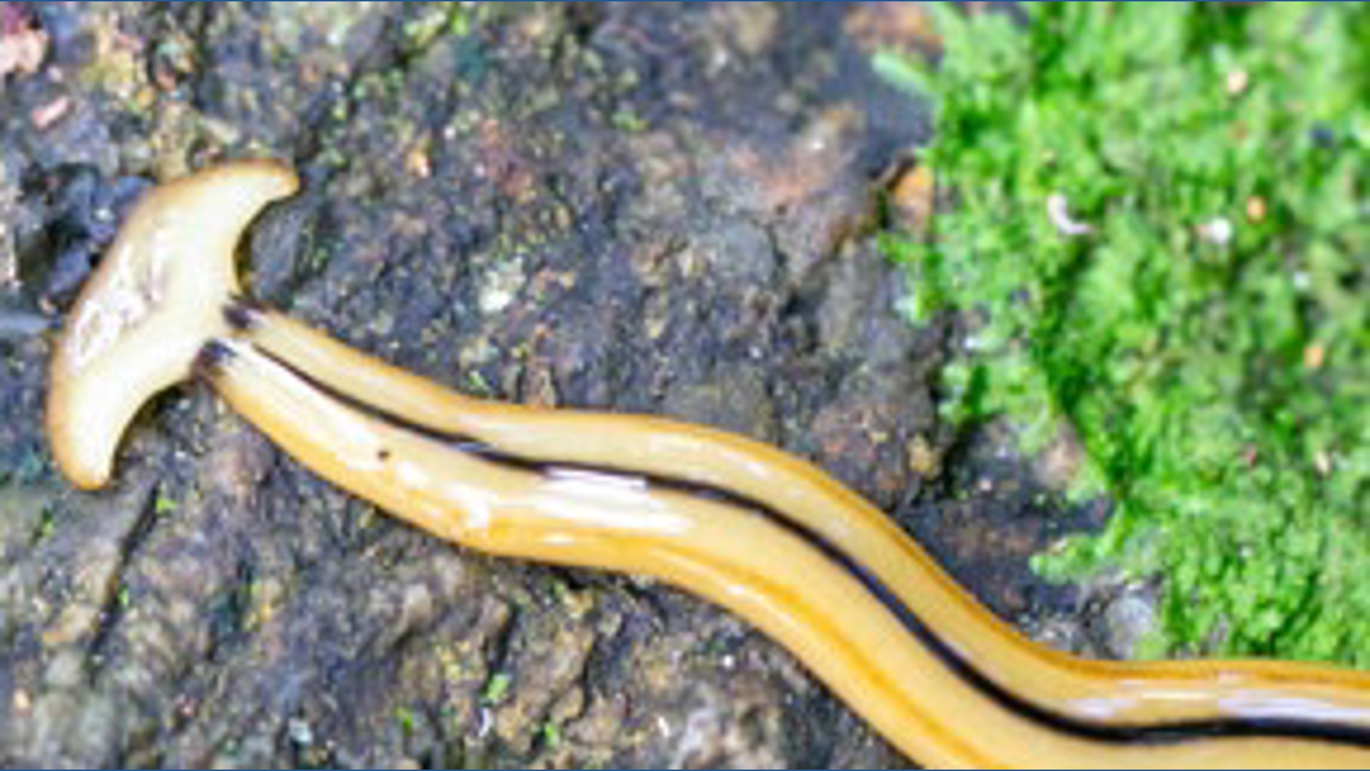 The hammerhead worm is like something out of a sci-fi movie