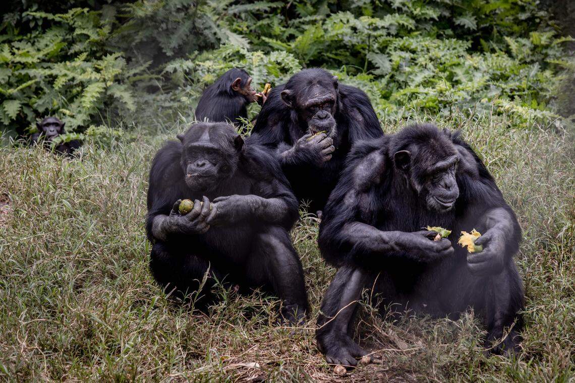 How Uganda's largest wild chimpanzee community splintered into a deadly ...