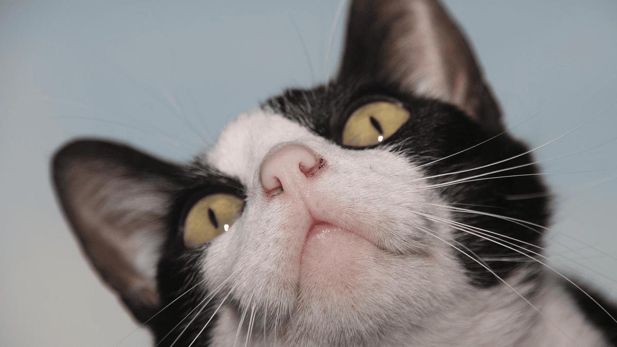 9 reasons why everyone should adopt a cat