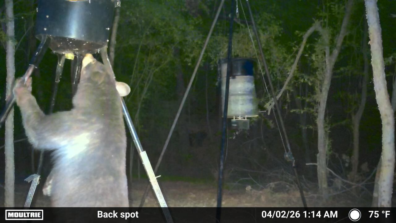 Black bear spotted again in Rusk area