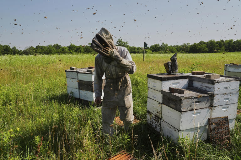 More than 50,000 bees removed from the side of Smithsonian's Renwick ...
