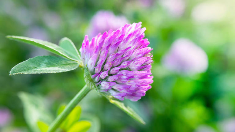 Planting these next to your tomatoes will help them grow bigger than ever