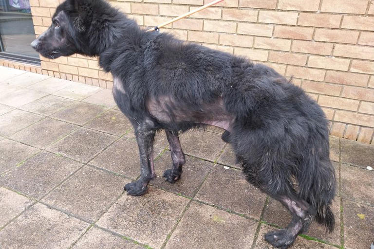 German shepherd found starving with multiple open wounds at farm near ...
