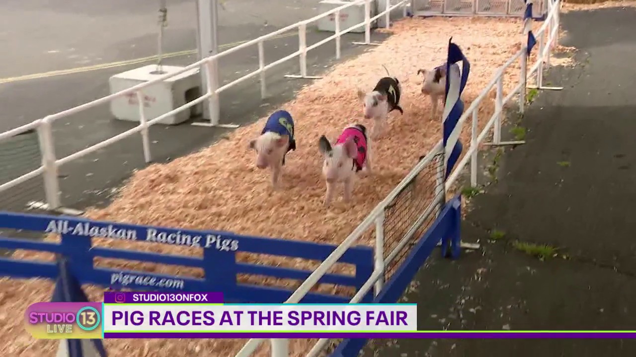 Pig races at the Washington State Spring Fair