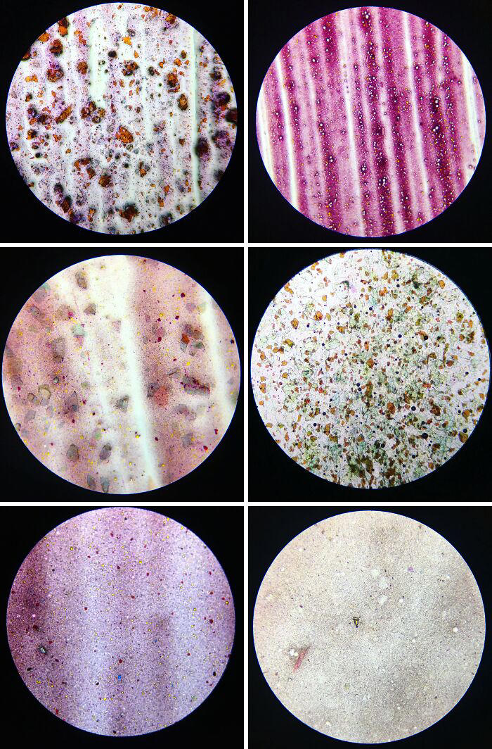 72 remarkable microscopic pictures showing things up-close
