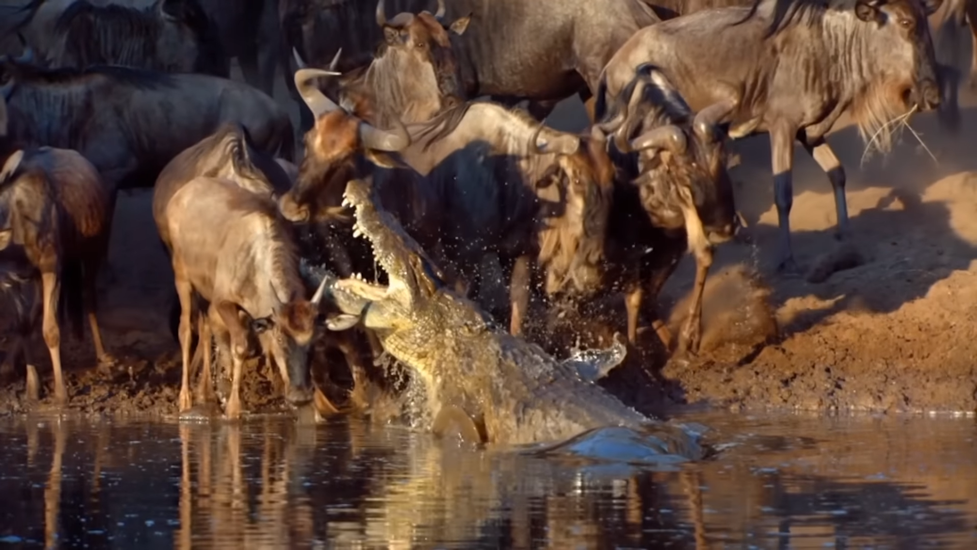 Watch what happens when a crocodile grabs its prey in the water