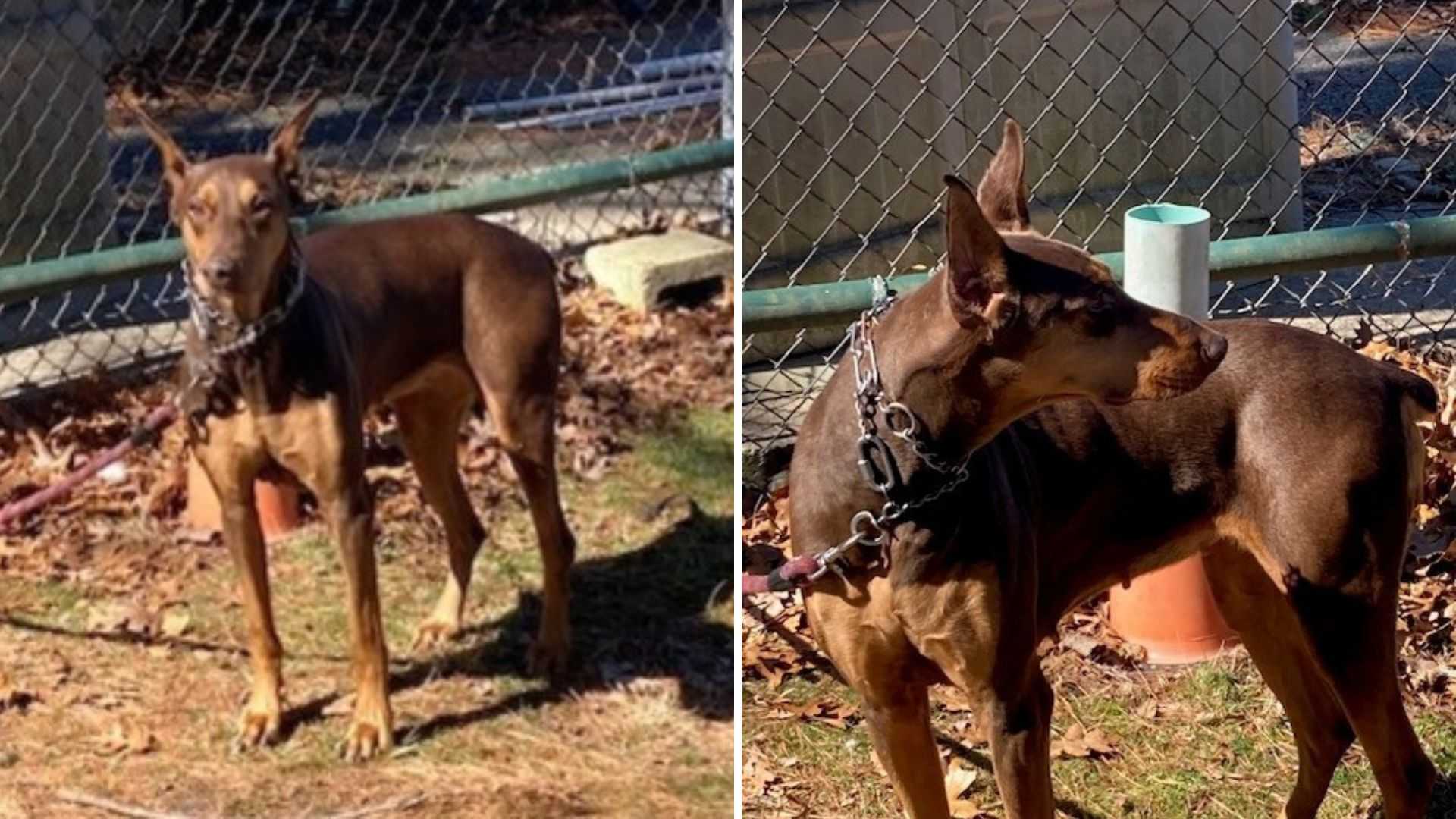 Help sought after dog found abandoned outside local shelter