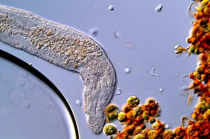 72 remarkable microscopic pictures showing things up-close