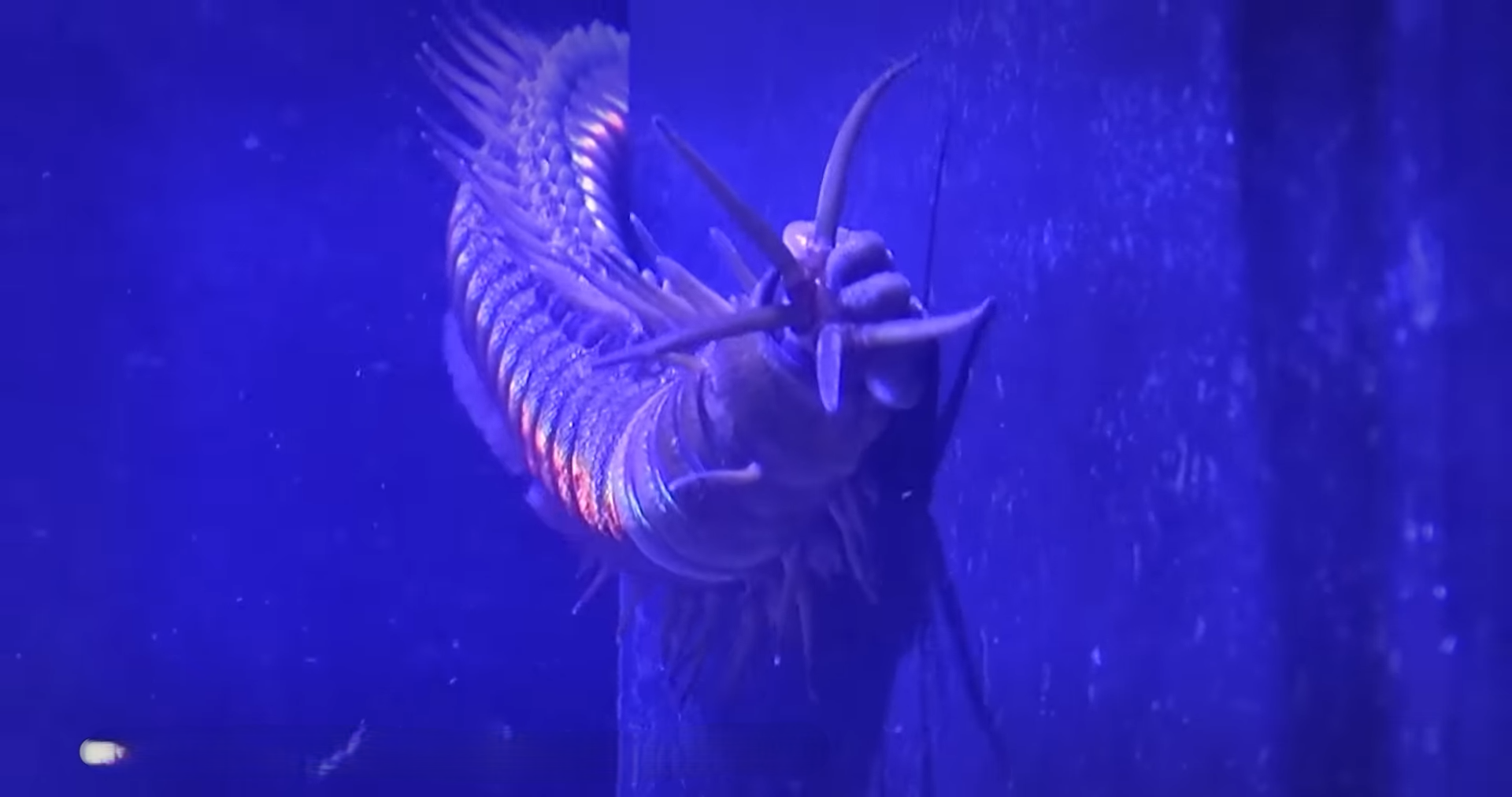 Watch what happens when deep sea creatures survive without food for years