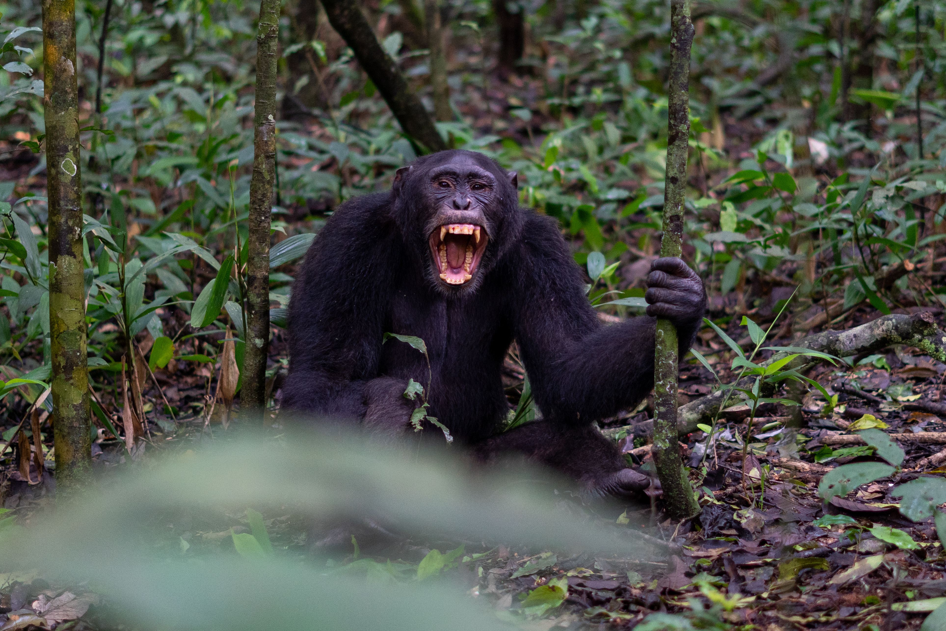 Scientists describe first non-human 'civil war'