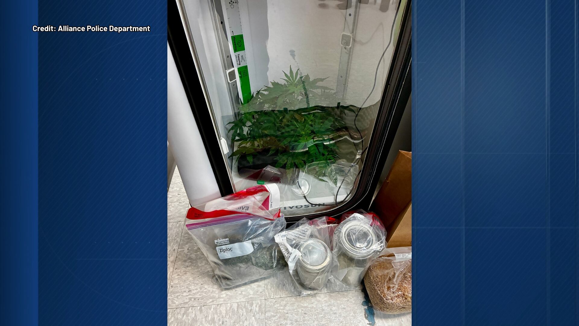Alliance man arrested after marijuana grow operation found near ...