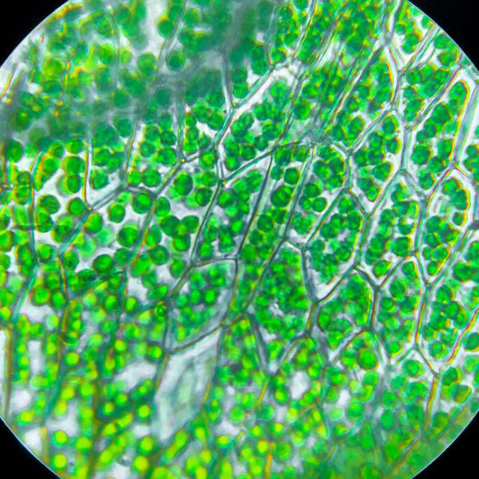 72 remarkable microscopic pictures showing things up-close